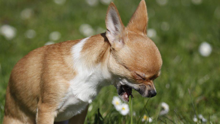 Acid Reflux in Dogs​