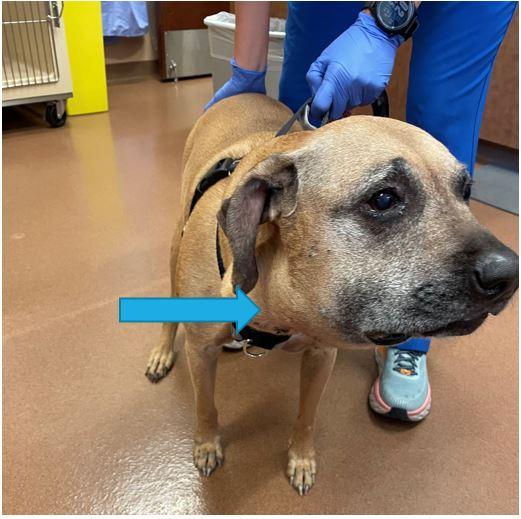 Lymphoma Cancer in Dogs