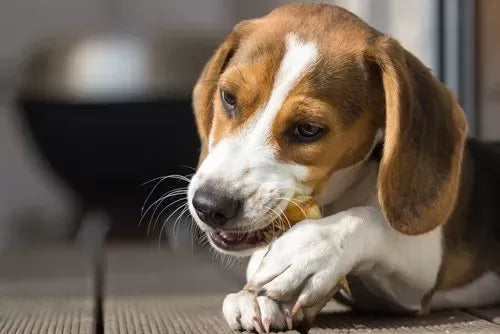 A Comprehensive Guide to Granny Cough in Dogs