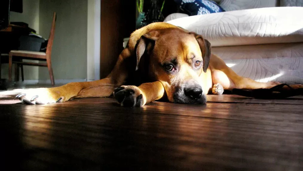 Canine Bilious Vomiting Syndrome​