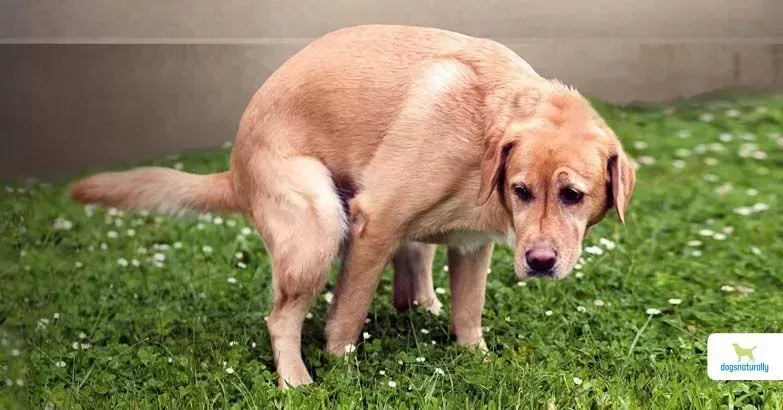 Understanding Colitis in Dogs