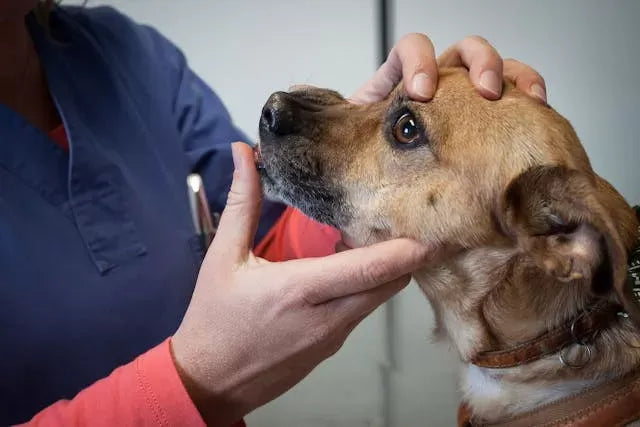 Do Dogs Have Tonsils