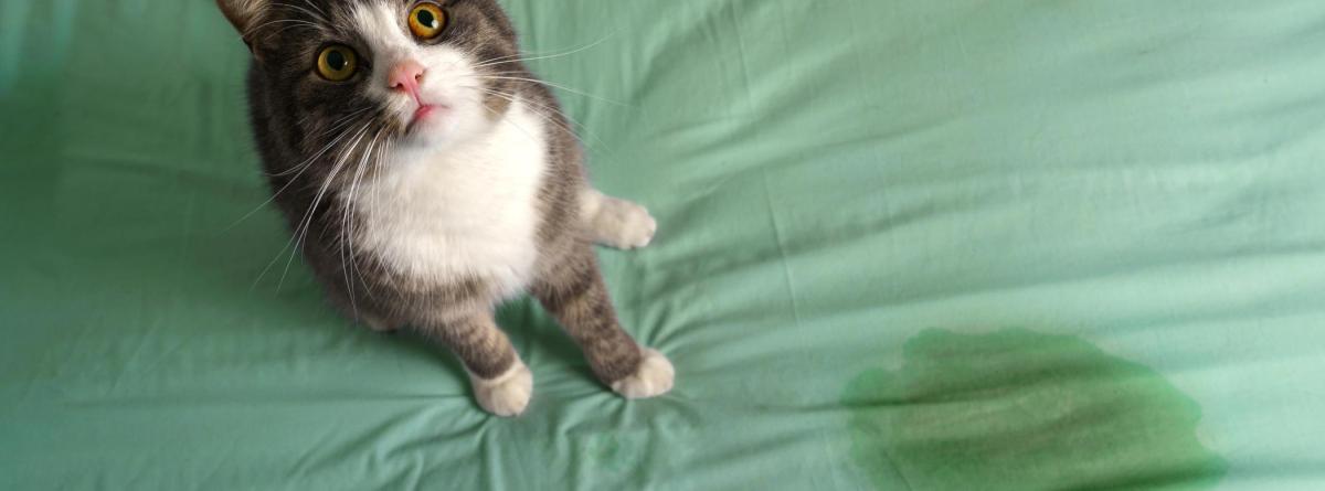 Why Is My Cat Peeing On My Bed