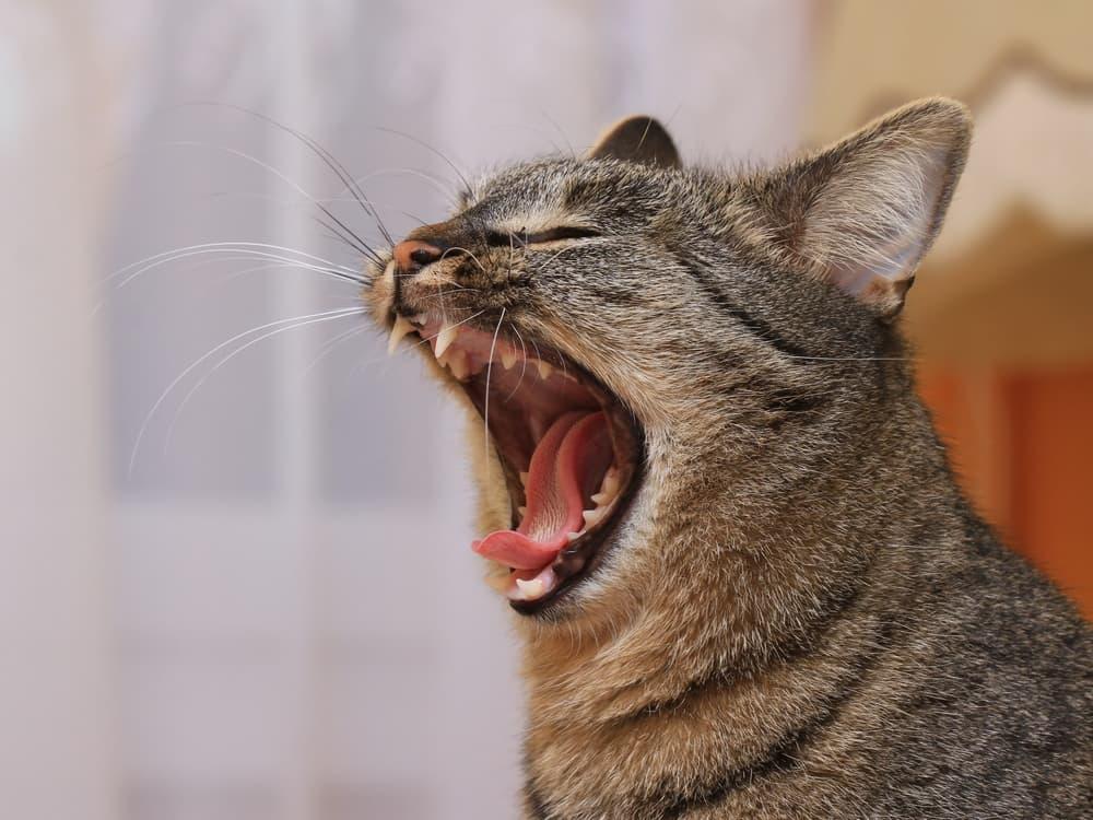 Cats’ Teeth Are Brown and Bad Breath