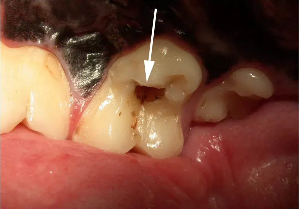 Do Dogs Get Cavities