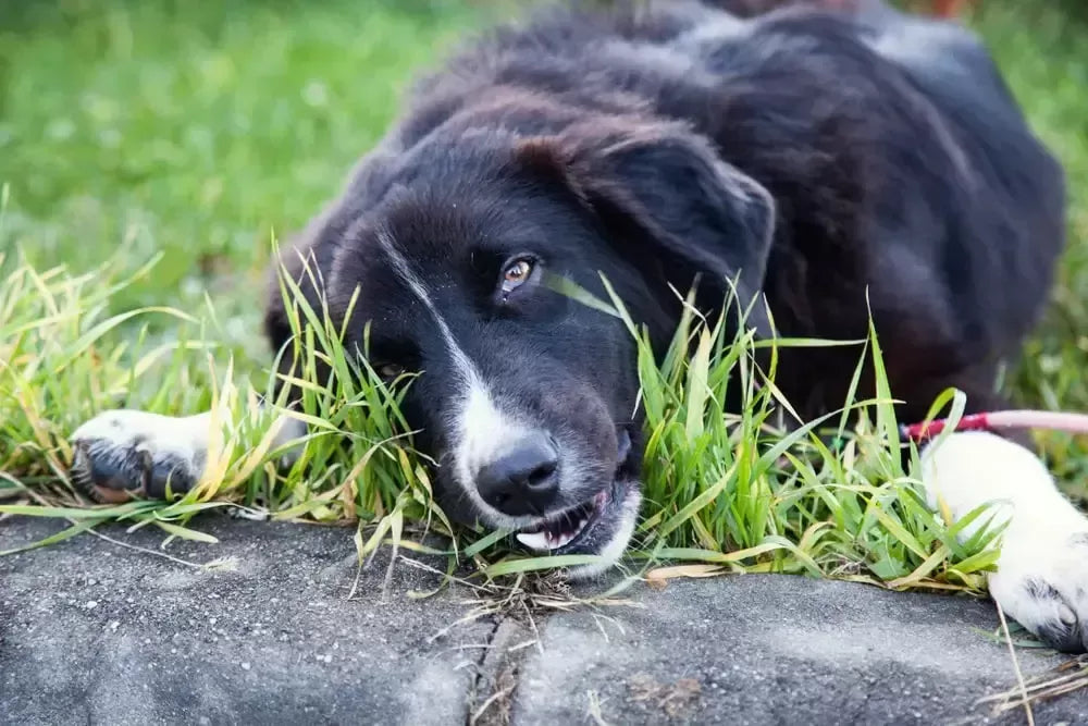 Understanding the Causes and Concerns of Mucousy Dog Poop