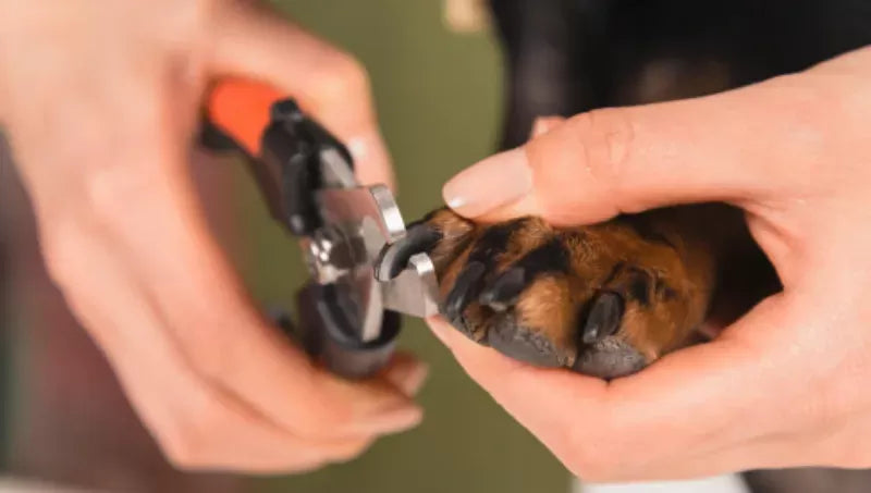 Comprehensive Guide on How to Stop Dog Nail Bleeding at Home