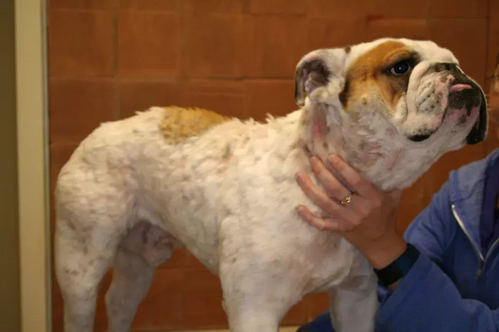 Staph Infection in Dogs: Causes, Symptoms, Treatment, and Prevention