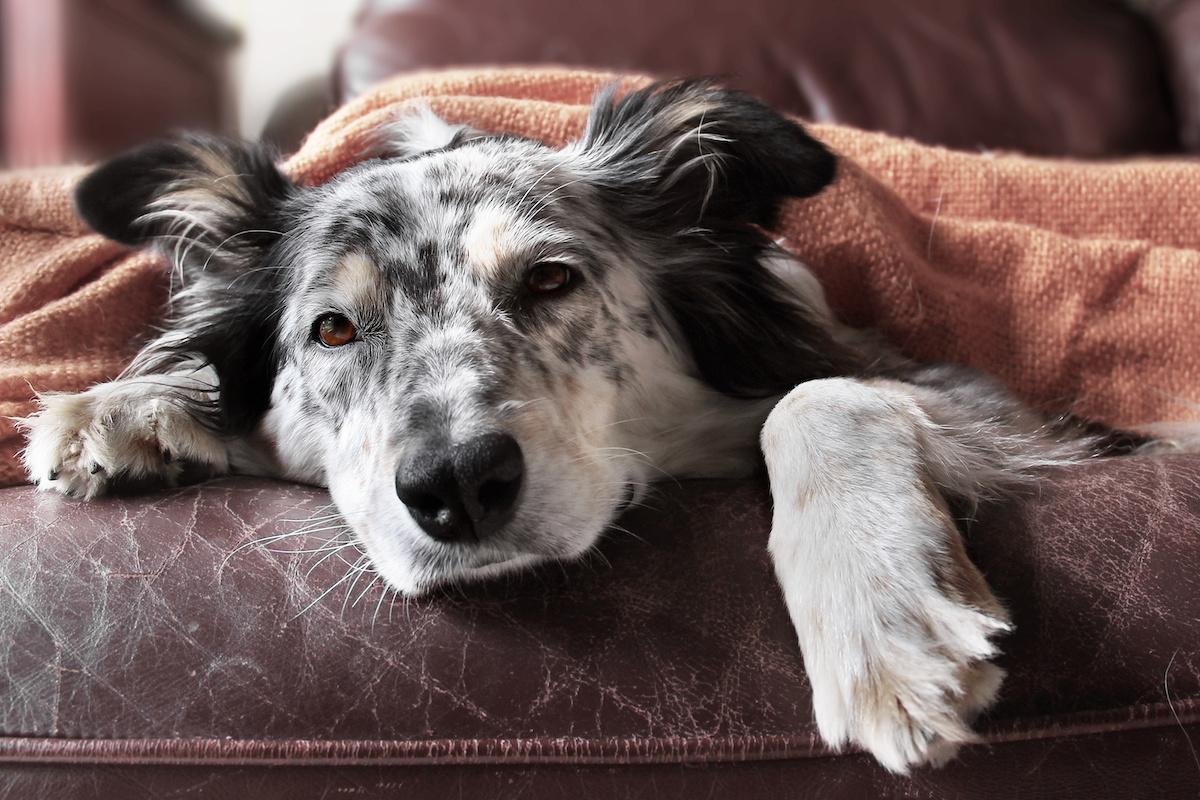 Dog Breathing Fast But Not Panting​