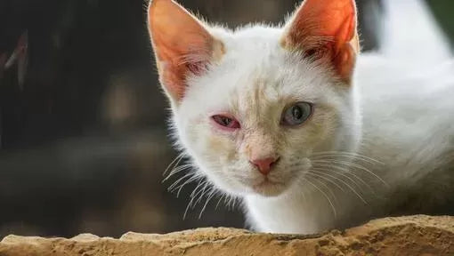 Cat Conjunctivitis Home Remedies: Easing Feline Eye Irritation Naturally