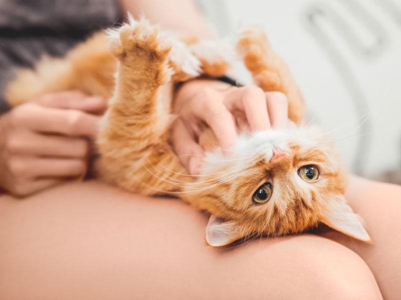 Are Cats Ticklish