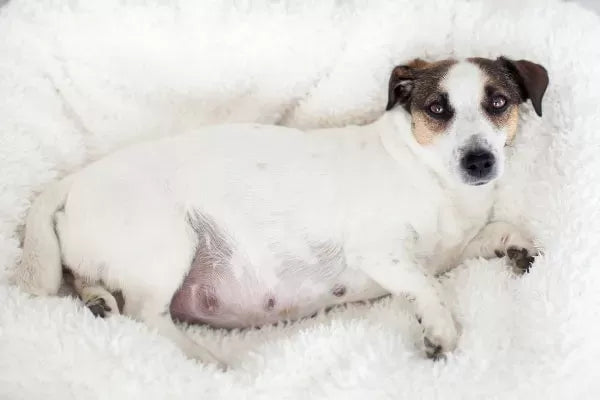 Ascites in Dogs