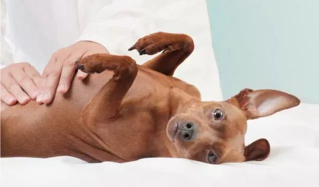 Signs Your Dog Doesn't Have Bloat