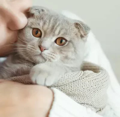 Do Cats Like Kisses