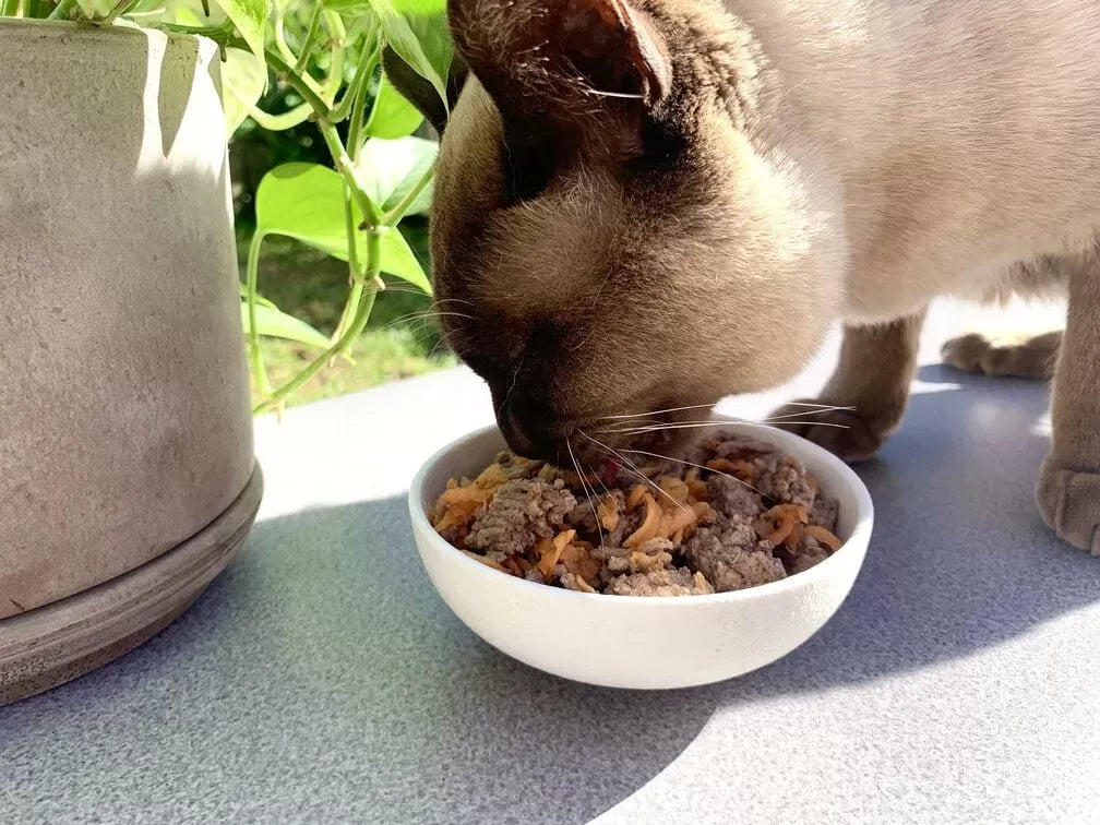 Can Cats Eat Raisins