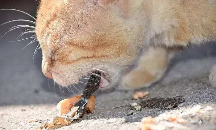 Why Is My Cat Throwing Up Undigested Food