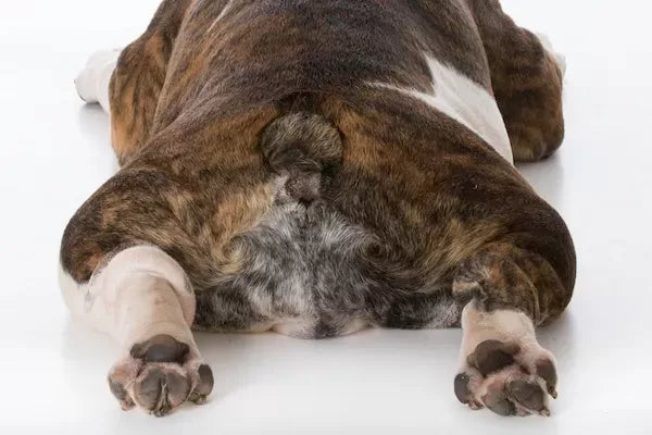 Home Remedies for Dog Bleeding Anus
