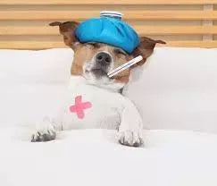 13 Reasons Why Your Dog’s Head is Hot in 2024