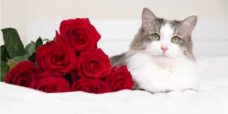 Are Roses Toxic to Cats