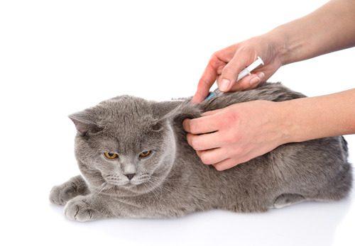 How Often Should Cats Get Rabies Shots