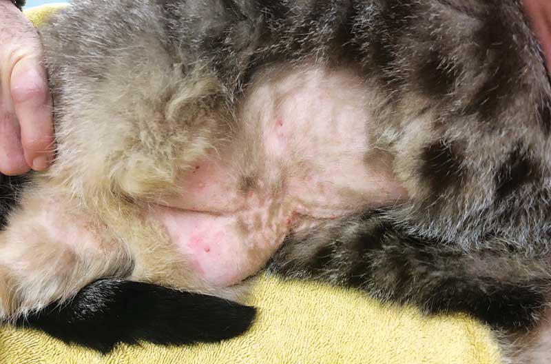 How to Help A Cat with Allergies