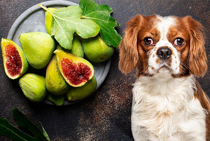 Can Dogs Eat Figs​