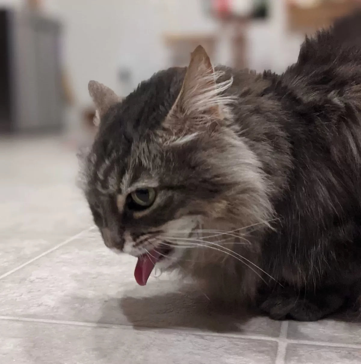 Cat Vomiting Clear Liquid (What to Do)