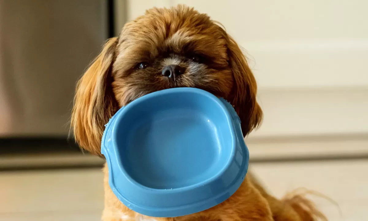 What to Feed a Dog with Diarrhea: A Comprehensive Guide