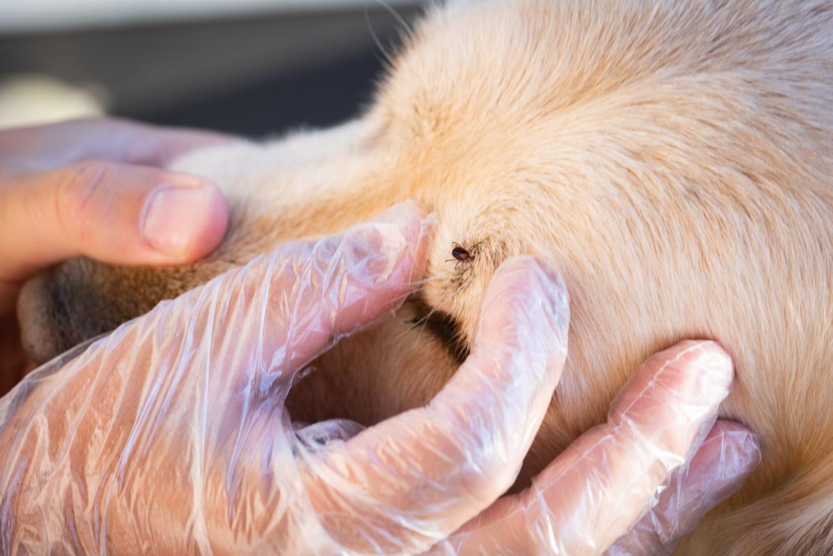 Canine Borreliosis