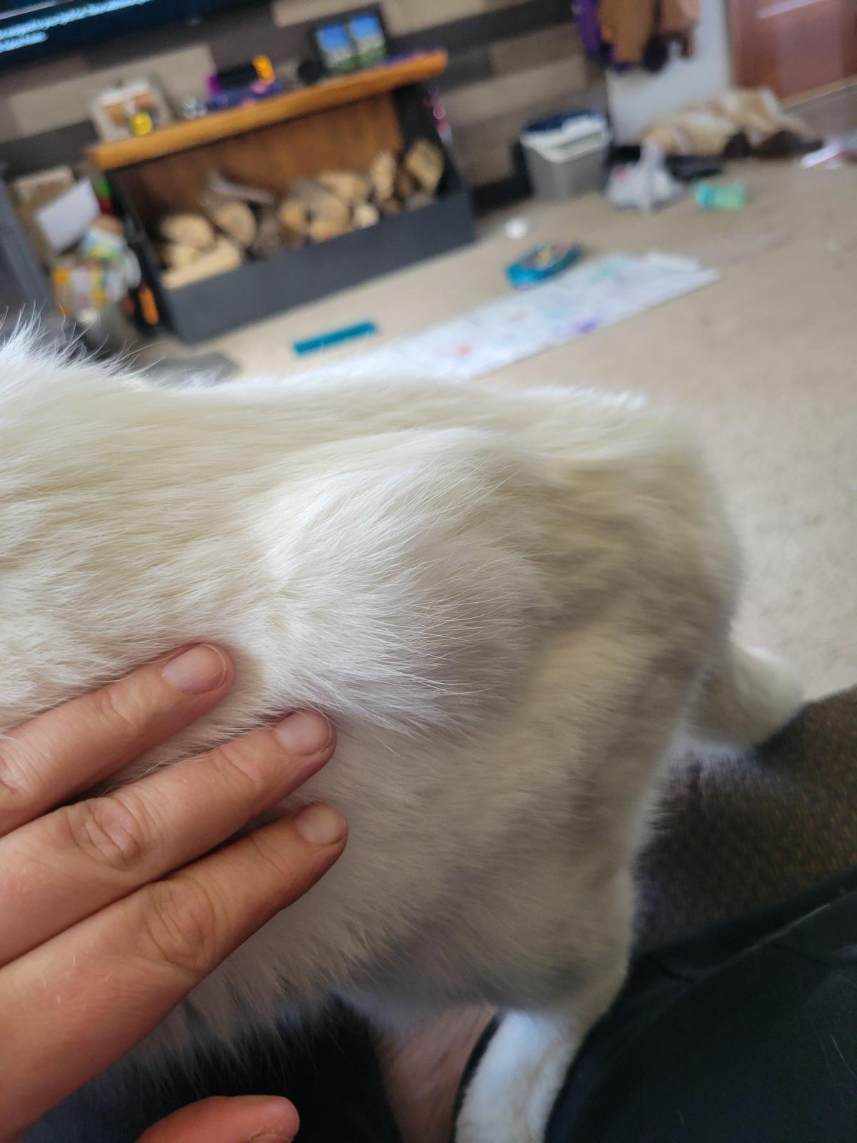 Would A Tumor Make My Cats Shoulder Puff Up​