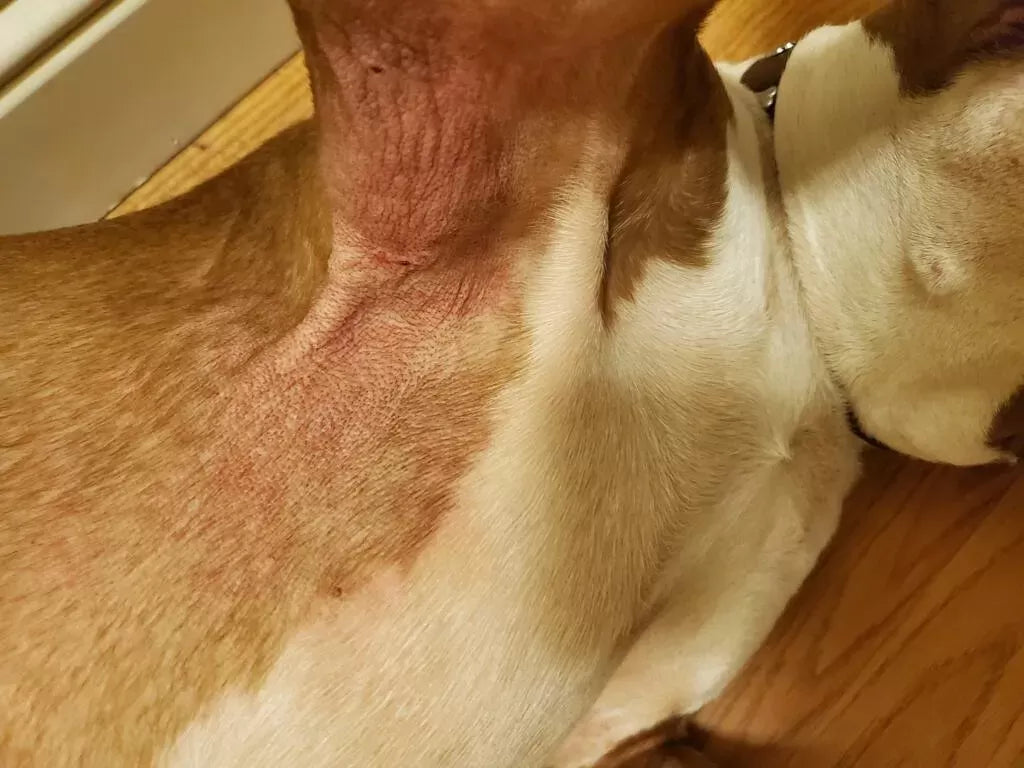 Dog Armpit Rashes: Causes, Symptoms, and Treatment