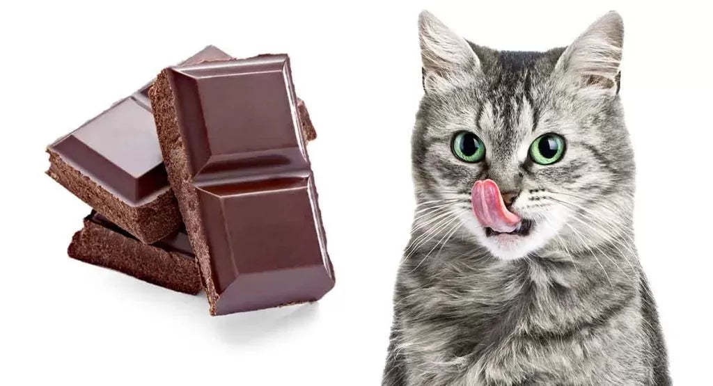 Can Cats Eat Chocolate Ice Cream?