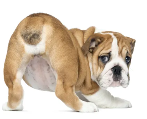 Hemorrhoids in Dogs