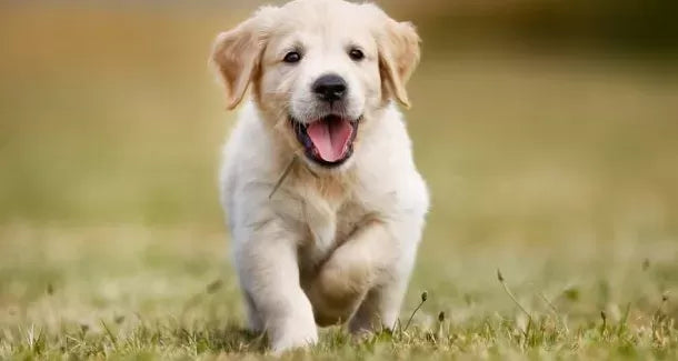 Can Food Cause Anal Gland Issues In Dogs