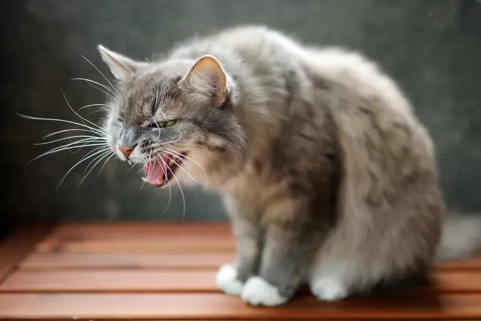 Understanding and Managing Cat Asthma Attacks