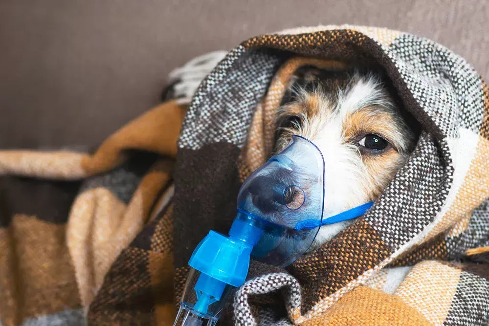 Labored Breathing in Dogs (Dog Shortness of Breath):Symptoms, Causes & Treatment