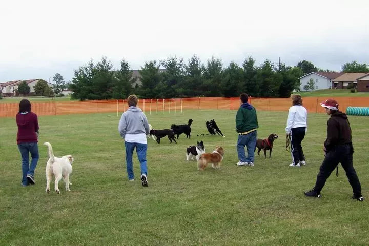 Exploring Dog-Friendly Activities Near You: A Pawsitively Delightful Adventure