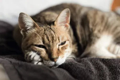 Colitis in Cats