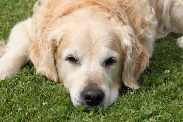 When to Euthanize A Dog with Liver Failure