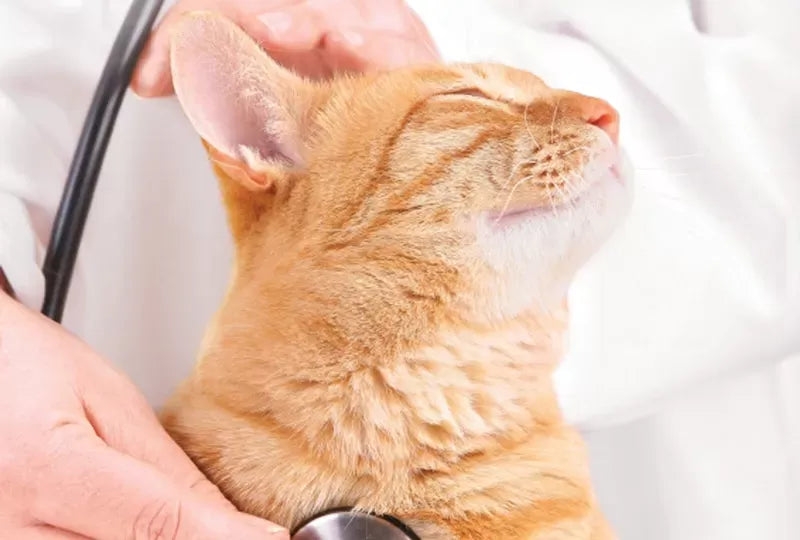 Unveiling Hypertrophic Cardiomyopathy(HCM)  in Cats