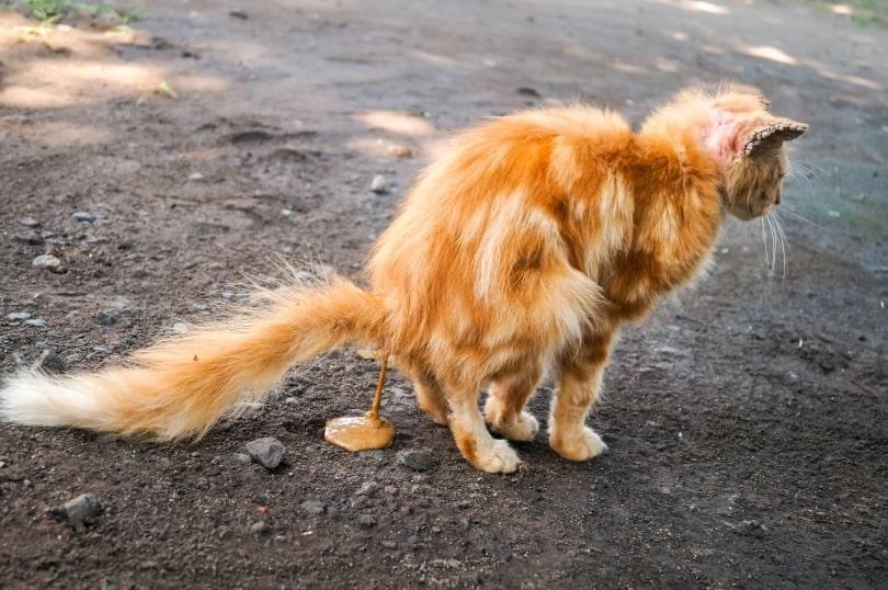 My Cat Has Runny Poop All the Time
