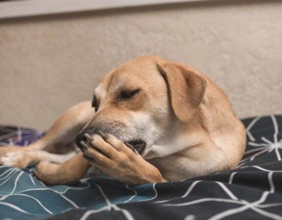 What Does It Mean When A Dog Is Acting Weird​