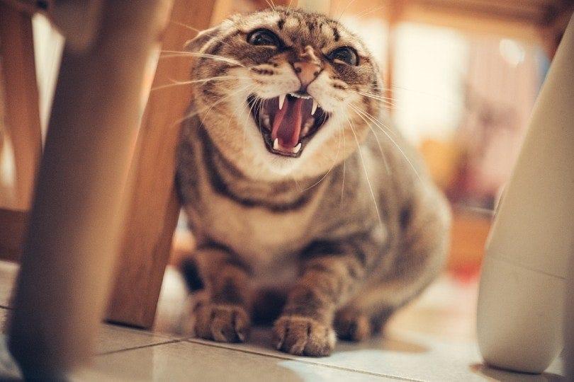 How Long Does a Cat Hold a Grudge