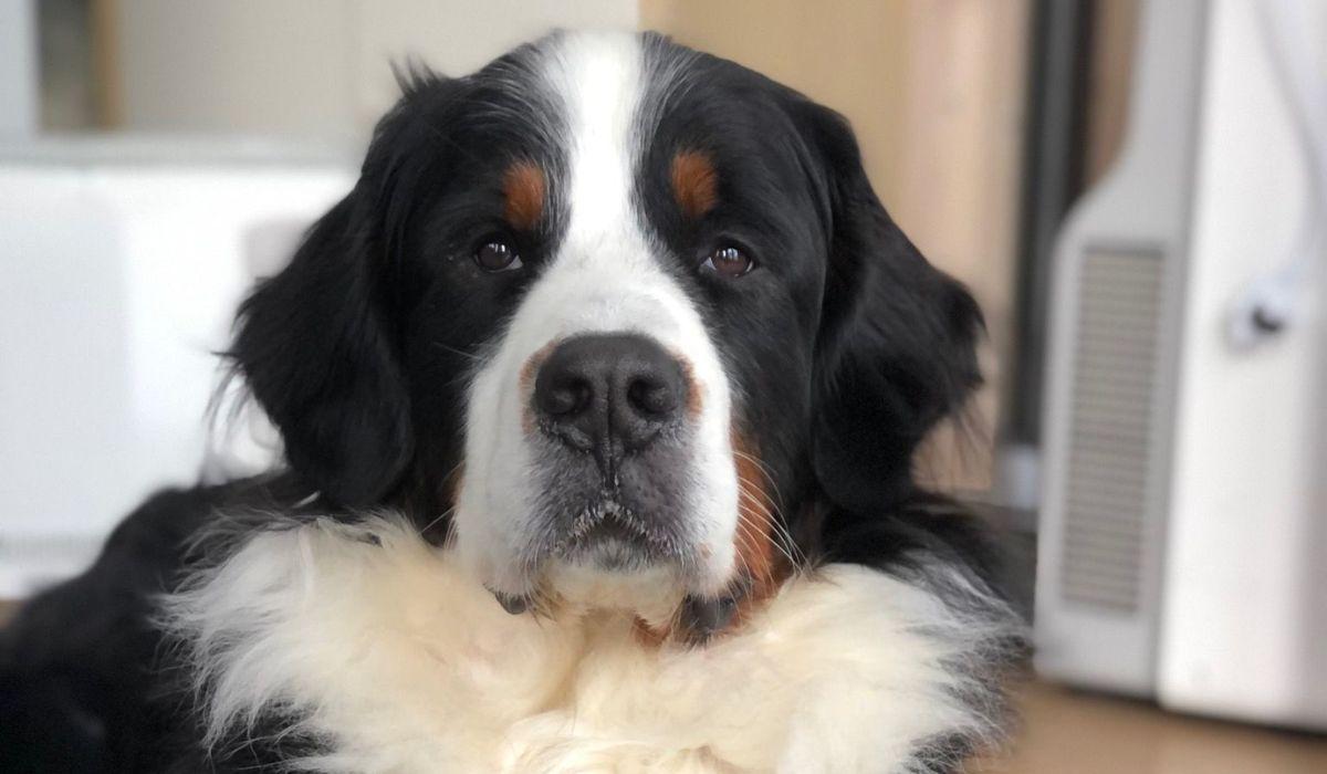 Dog Smelling the Air Intensely