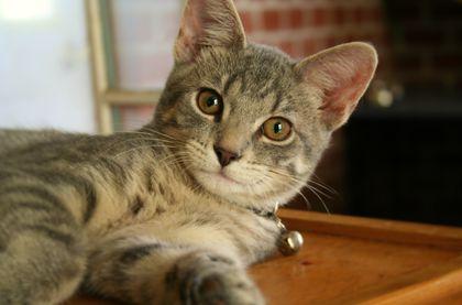 Feline Neurological Disorders​