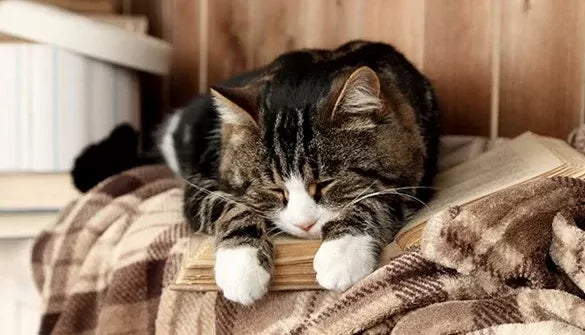 Do Cat Colds Go Away on Their Own​