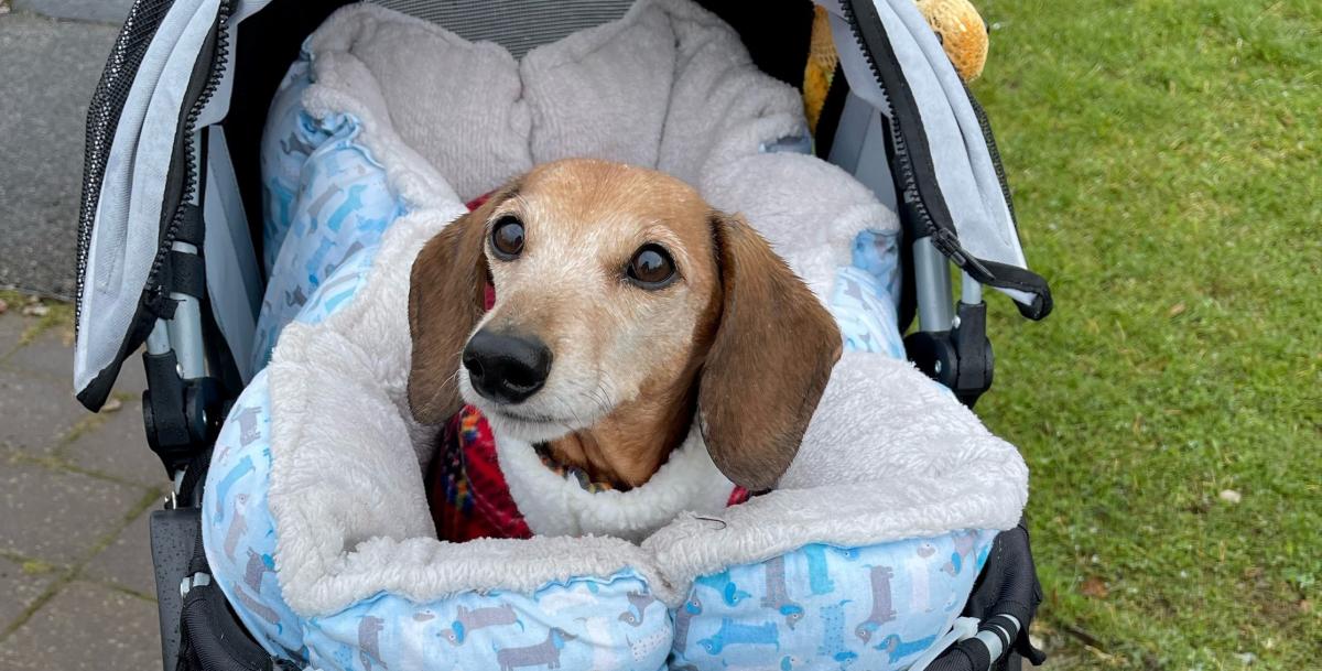 How to Make A Dog with A Slipped Disc Comfortable