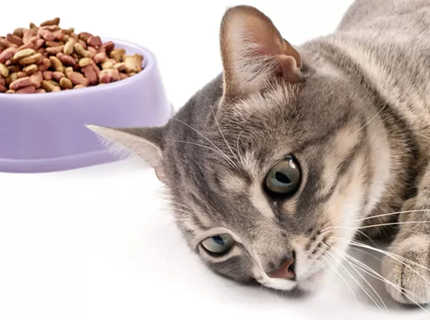 Anorexia in Cats