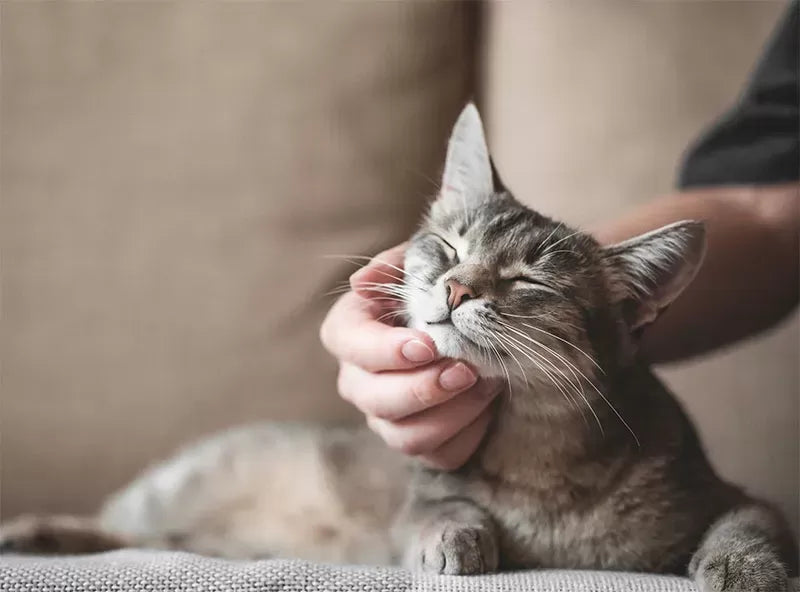 Building a Purr-fect Bond: How to Get a Cat to Like You