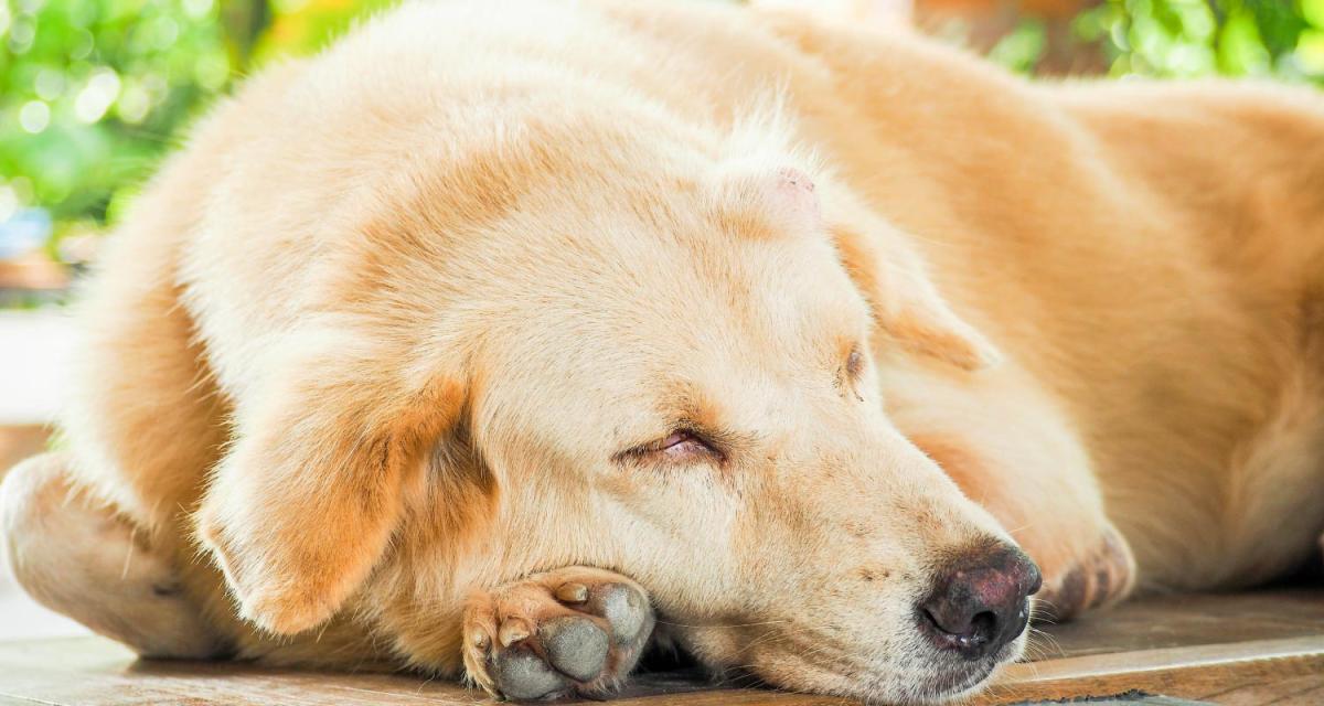 Neoplasia in Dogs